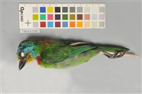 藏品(五色鳥)的圖片